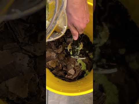 Feeding our hungry composting worms week 2  #compostingworms  #foodscraps  #homestead #compostbin