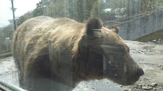 [Solo trip to Hokkaido in autumn] Lake Shikotsu ~ Impressive bear farm ~ Noboribetsu Jigokudani