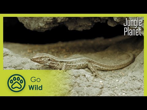 Forests of Fire: Canary Pine Forest | Jungle Planet 15/26 | Go Wild