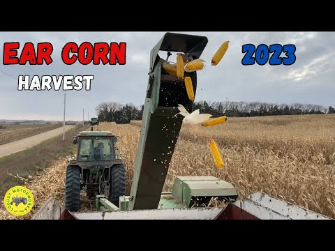 Ear Corn Harvest 2023! (John Deere 300, 4240)