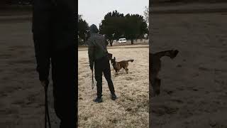 You have to see this dog's tricks! Off leash dog training! Belgian Malinois extreme tactical dog k9