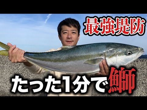 【山口鰤釣り遠征】アジ1匹を1分泳がせただけでブリ！青物連発の最強堤防を攻略 泳がせ釣りの底力