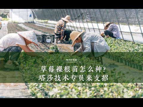 草莓裸根苗怎么种？塔莎技术专员来支招