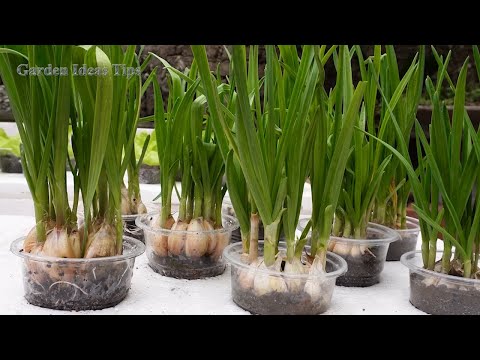 Useful Gardening Tips Methods of Propagating Plant Vegetables on the Balcony for Beginners