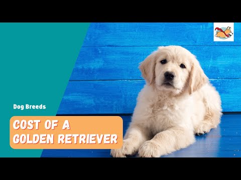 Golden Retriever Price: How Much Does It Cost To Buy and Keep This Family Dog?