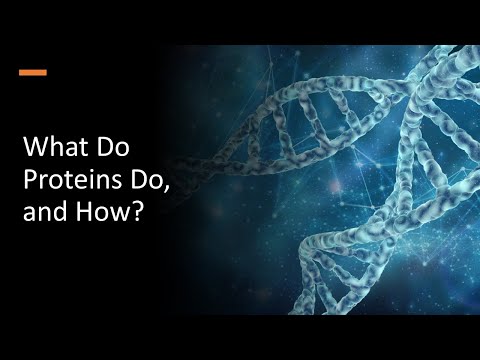 What Do Proteins Do, and How?