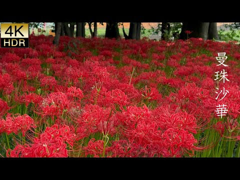 【4K HDR Autumn】The Red Spider Lilies started to bloom in the Early Autumn Morning.彼岸花が 秋の早朝に咲き始めました。