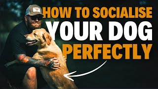 How To Socialise YOUR DOG Perfectly!