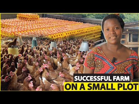 How She Turned Her Backyard into A Successful Poultry Farm. How to start a poultry farm.