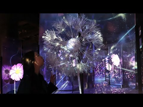 京都・二条城「秋季特別ライトアップ FLOWERS BY NAKED 2018」