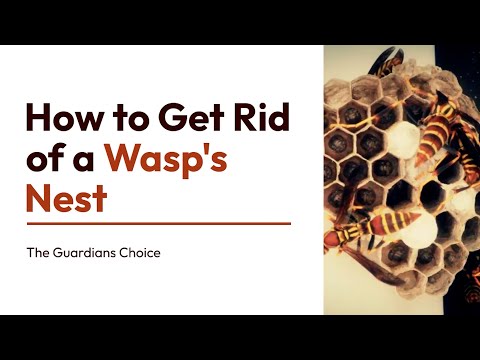 How to Get Rid of a Wasp's Nest | The Guardians Choice