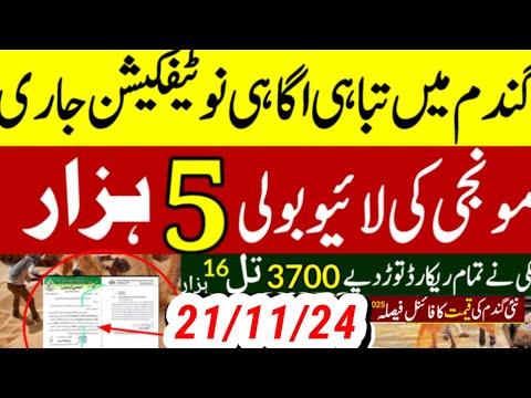 today wheat price in punjab//گندم کا ریٹ/25 '2024/munji makki till sarso/galla mandi rates today