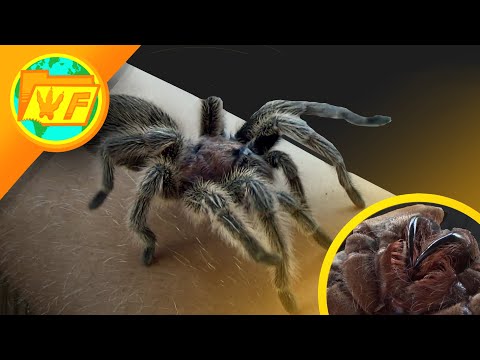 How DANGEROUS are Tarantulas?