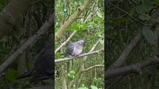 The pigeon #photography #world #uk #wildlife #bd