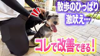 【犬しつけ】散歩の吠え、興奮はコレで改善できます【ドッグトレーナー解説】