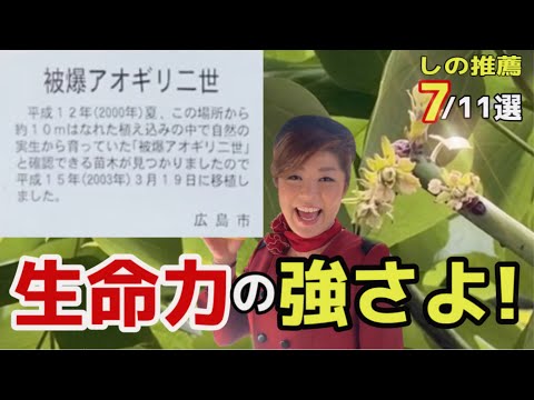 【被爆アオギリ】元バスガイドが教える広島平和記念公園の歩き方〔♯024〕