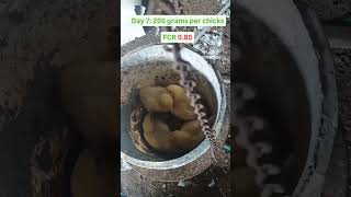 Day 7:  200 grams per chicks : FCR 0.85 #farming #poultrydays #youtubeshorts #day7