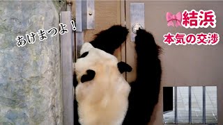 🎀結ちゃん本気の交渉〜飼育員さん！ここ開けますよ！からの粘りがち