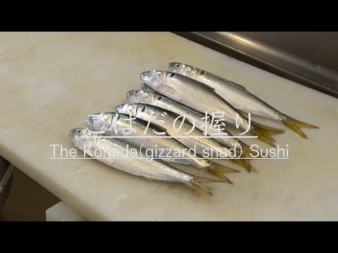 【江戸前寿司】こはだを仕入れて仕込みから握り寿司になるまでを紹介　How to make the vinegared gizzard Shad Sushi