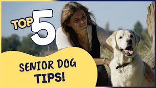 Top 5 Tips to Care For Your Senior Dog