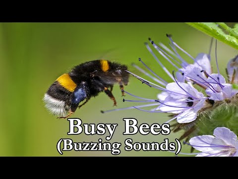 NATURE'S WAY - by TKING N MINISTRIES - Busy Bees - Sound (TKING)