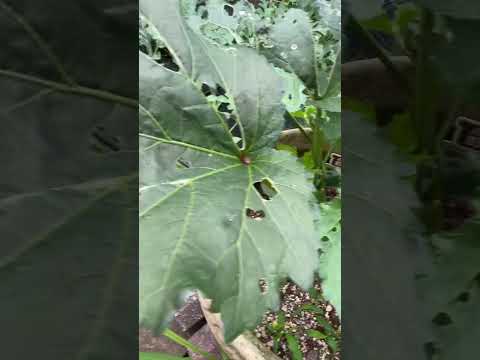 オクラ【家庭菜園だより】okra