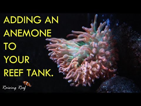 Adding an Anemone to your reef tank