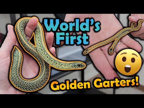 WE BRED A NEW MORPH OF GARTER SNAKE!!