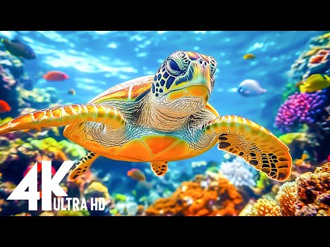 Aquarium Video 4k (ULTRA HD)🐠4k footage of rare sea creatures. Meditation music to reduce stress #1