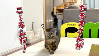 寂しがりやの猫と「だるまさんが転んだ」したら可愛すぎました！