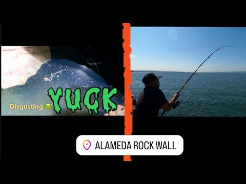 Another CRAZY Day At The Alameda Rock Wall! #california #bayarea #fishing #fun #funny #fish #shark