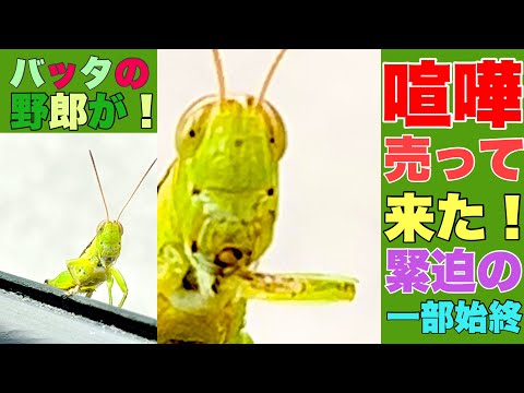 【動画１本まるごとバッタ】【バッタ野郎と一触即発】誰かに見られてるな〜‼️お前か‼️‼️#カッコイイバッタ画像