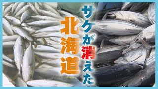 サケまつりなのに「豚汁」に…記録的不漁のサケ　そのワケは“海水温”だけじゃなかった！山﨑健太郎記者が迫る