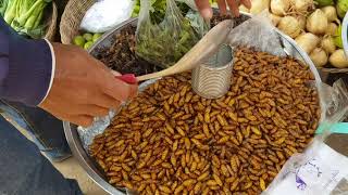 Edible Insects