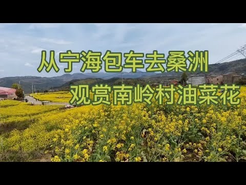 宁海游(6)  从宁海包车，去南岭村观赏油菜花