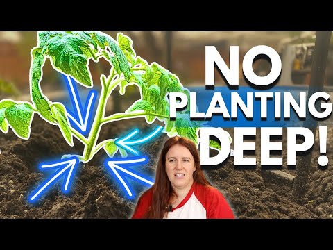 Planting Tomatoes DEEP DELAYS Your Harvest!