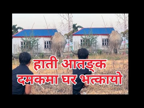 दमकमा हाती आतङ्क।। आखाँइ अगाडी भत्कायो घर 🏡😱