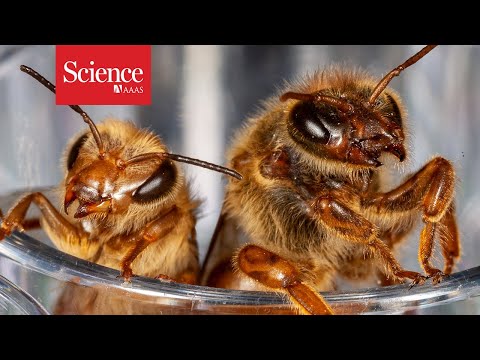 How life-span shifting insects are reshaping aging research