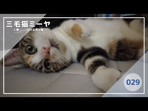 【猫好き必見！癒しの三毛猫動画】極みの兆しが見える甘え仕草♪三毛猫ミーヤちゃん