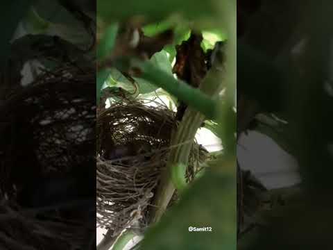 bird feeding #alipurduar