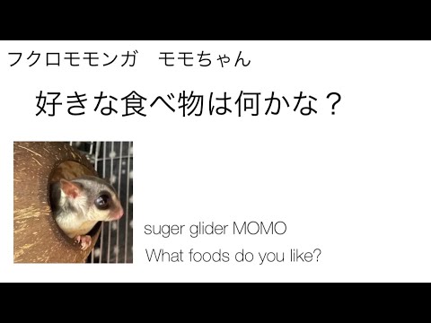 我が家のフクロモモンガ7歳女の子です💕suger glider 7 years old