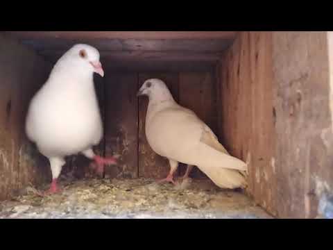 Pigeon Chicks Update in Tamil | Pet Pigeon | 15 - 02 - 2021 #pigeonchicks #chicksgrowth #puravalarpu