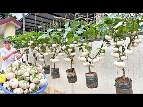 Unique Super Economical White Eggplant Growing Method: Effective, Productive, Without a Garden!