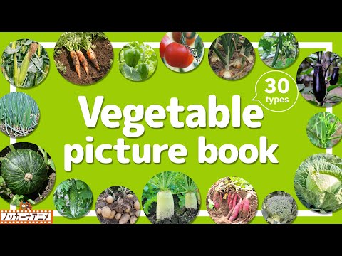 Vegetable Picture Book | Video for Kids 【やさい図鑑】30種類のいろんな野菜をみてみよう！英語知育アニメ