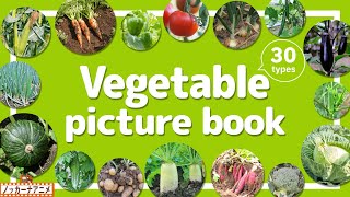 Vegetable Picture Book | Video for Kids 【やさい図鑑】30種類のいろんな野菜をみてみよう！英語知育アニメ