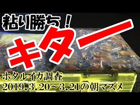 【ホタルイカ掬い】粘り勝ち！200匹以上！2019.3.21朝！！