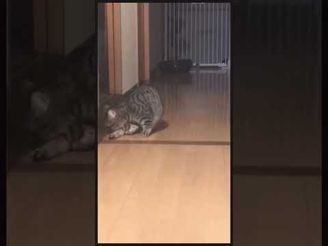 【飛んでくる猫】ぴゅーん