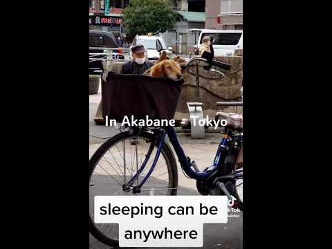 Dog is happy in Japan can sleep in everywhere