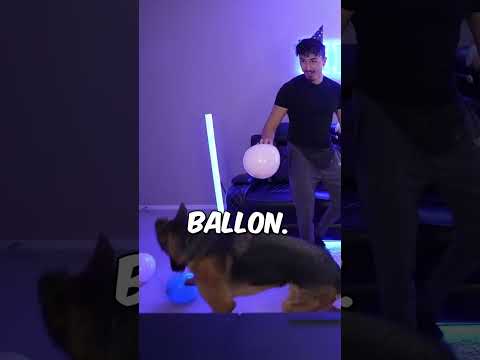 My Dog played with balloons for the 1st time