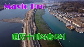 Mavic Pro  四万十川の青のり